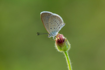 The  butterfly on flower and green nature, Beautiful Butterflies in the Garden.