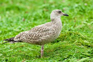 grauer Vogel auf einer Wiese