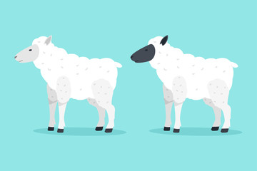 Sheep vector cartoon flat animal illustration isolated on background.