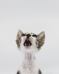 a little kitten looking up 