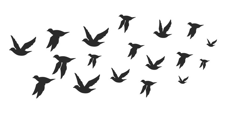 Flock of doves or pigeons black silhouette in flying. Vector flat illustration of bird migration isolated on white background.
