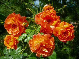 Bright orange lovely bunch of rose Westerland with green leaves background. Selective focus. Lyric motif for design