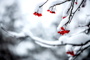 Rowan berries on the branches, covered with snow. - obrazy, fototapety, plakaty