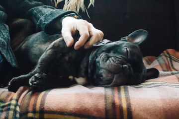 French bulldog sleeping on the couch on a plaid blanket next to his owner, close up
