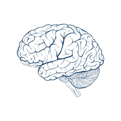 Human brain side view. Isolated vector illustration.