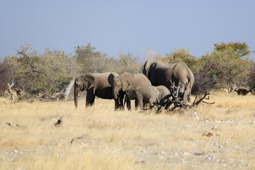 Obraz premium Elephants in Namibia, Etosha National Park