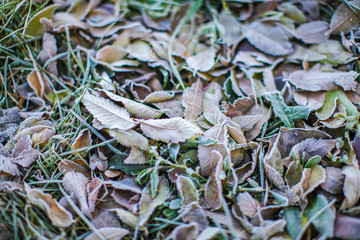 Fallen dry leaves with white frost, abstract natural top view background. Frozen foliage on the ground. First frost