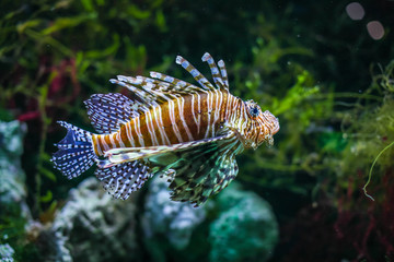 Pterois volitans. Red lionfish Pterois volitans aquarium fish. Beautiful and dangerous Lionfish