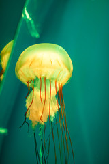 Close up orange jelly fish floating in aquarium on blue sea background.