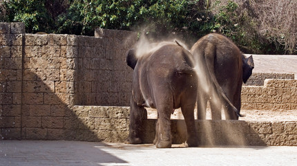 bei der Geburt wiegt ein Kalb 100 Kilogramm