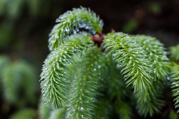 Macro picture of a green tree