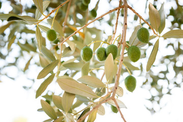 Olives on olive tree branch with sunshine in background.