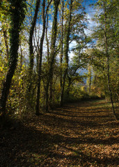 Obraz premium Chemin forestier à Divonne-les-Bains, Ain, France