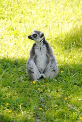 profil lémurien