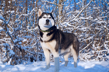 Dog breed Siberian husky stands in a sunny snowy forest