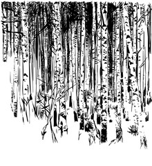 birchwood, vector, black-and-white computer graphics, drawing a feather, a picturesque sketch, a background for wall-paper both for printing and on fabric