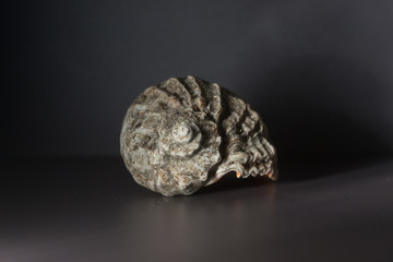 conch shell on dark background