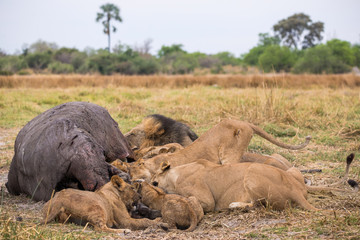 Obraz premium A lion pride with its hippopotamus kill