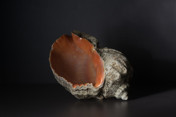 conch shell on dark background
