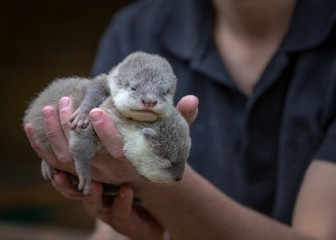 baby otters hand held