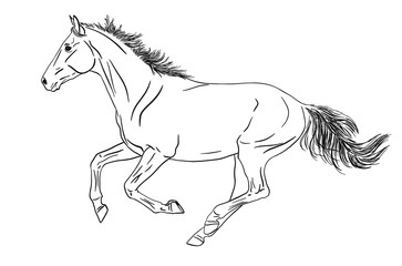 Vector illustration of a horse running gallop isolated on white background 