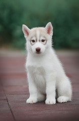 Puppy Siberian husky 