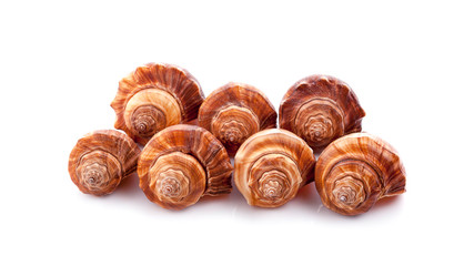 Sea shell on white background