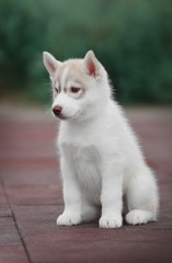 Puppy Siberian husky 