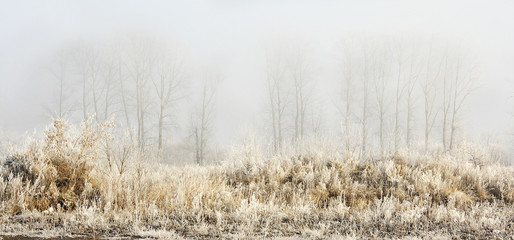 winter landscape fog in the morning and frost on trees and bushes. grass in white frost. a little blue sky