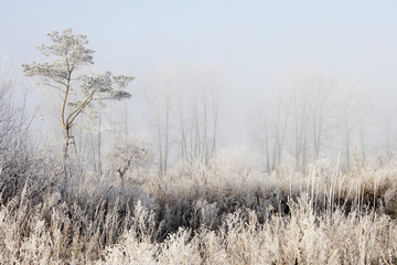winter landscape fog in the morning and frost on trees and bushes. grass in white frost. a little blue sky