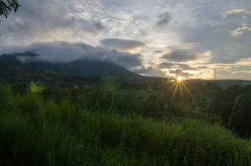 Red Spotted Purple butterfly feeding on minerals