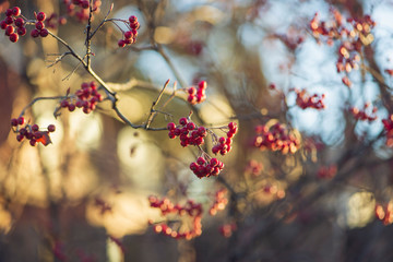 branch of a tree with red berries