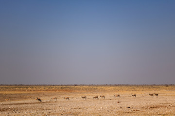 Fototapeta na wymiar Springbok in single file in the Etosha plain