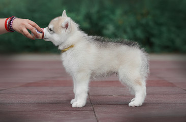 Fototapeta na wymiar Puppy Siberian husky 