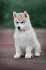 Obraz premium Puppy Siberian husky 