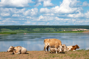 Red and white spotted cows relaxing, sleeping and grazing on a meadow above Amga river in yakutian village at summer sunny day, Yakutia, Siberia