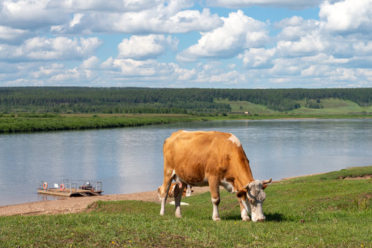 Red and white spotted cow grazing on a meadow above Amga river in yakutian village at summer sunny day, Yakutia, Siberia