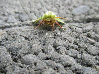 fotografias de insectos varios naturaleza 