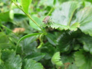 fotografias de insectos varios naturaleza 
