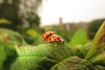fotografias de insectos varios naturaleza 