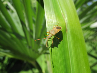 fotografias de insectos varios naturaleza 