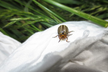 fotografias de insectos varios naturaleza 