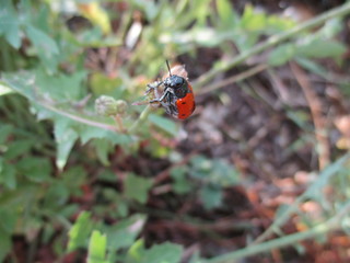 fotografias de insectos varios naturaleza 