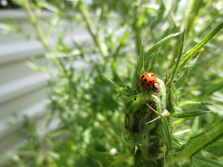 fotografias de insectos varios naturaleza 