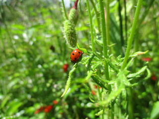 fotografias de insectos varios naturaleza 