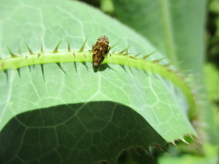 fotografias de insectos varios naturaleza 