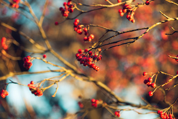 branch of a tree with red berries