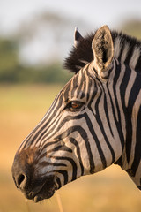 Fototapeta na wymiar Zebra head in profil