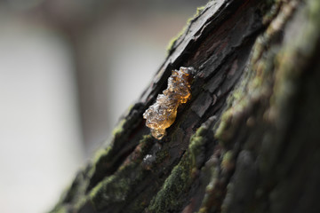 wood resin on tree close-up
