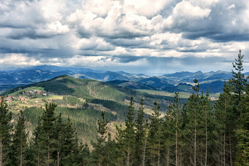 Fototapeta premium forest in the valley